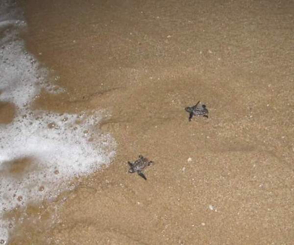 Turtle Tour 3